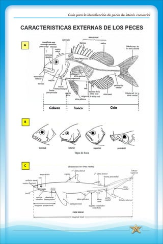 ABC Guia de peces de panama