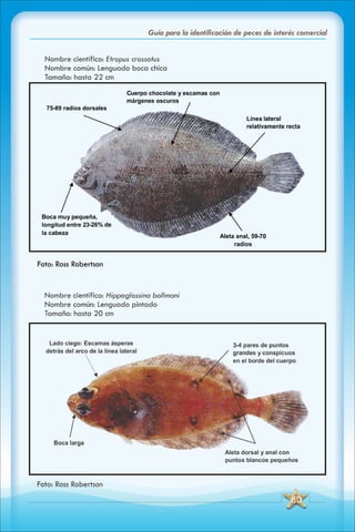 ABC Guia de peces de panama