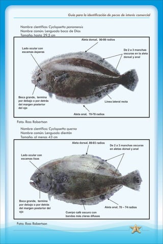 ABC Guia de peces de panama