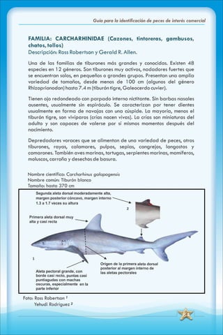 ABC Guia de peces de panama