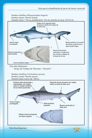 ABC Guia de peces de panama