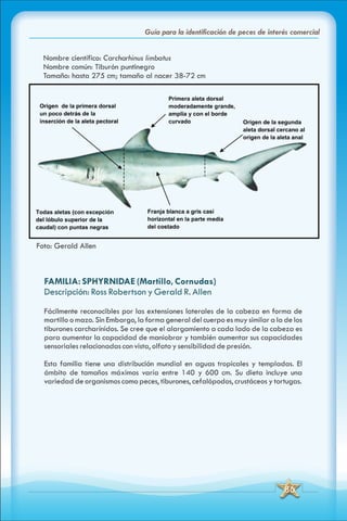 ABC Guia de peces de panama