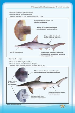 ABC Guia de peces de panama