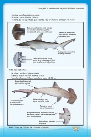 ABC Guia de peces de panama