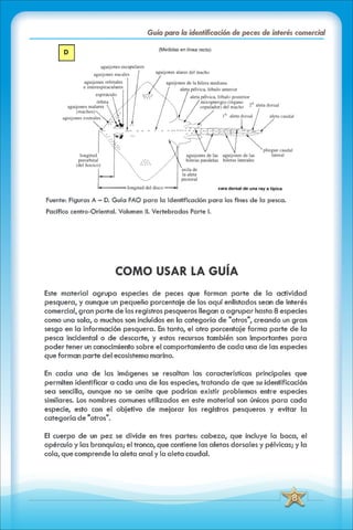 ABC Guia de peces de panama