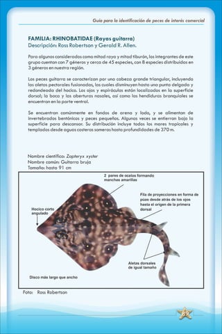 ABC Guia de peces de panama