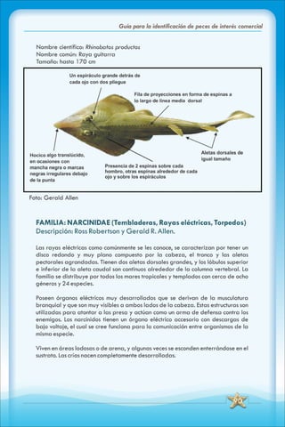 ABC Guia de peces de panama