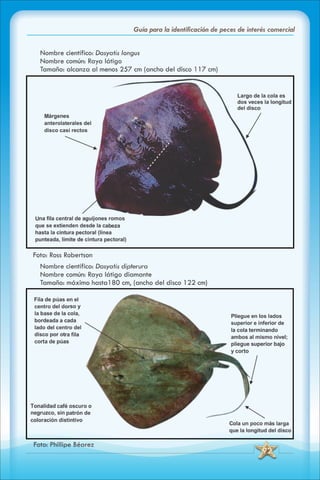 ABC Guia de peces de panama