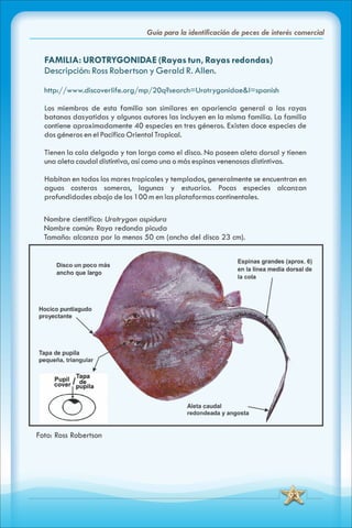 ABC Guia de peces de panama