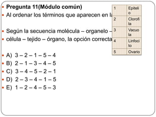  Pregunta 11(Módulo común)
 Al ordenar los términos que aparecen en la tabla:
 Según la secuencia molécula – organelo –
 célula – tejido – órgano, la opción correcta es:
 A) 3 – 2 – 1 – 5 – 4
 B) 2 – 1 – 3 – 4 – 5
 C) 3 – 4 – 5 – 2 – 1
 D) 2 – 3 – 4 – 1 – 5
 E) 1 – 2 – 4 – 5 – 3
1 Epiteli
o
2 Clorofi
la
3 Vacuo
la
4 Linfoci
to
5 Ovario
 