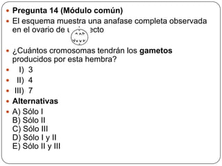  Pregunta 14 (Módulo común)
 El esquema muestra una anafase completa observada
en el ovario de un insecto
 ¿Cuántos cromosomas tendrán los gametos
producidos por esta hembra?
 I) 3
 II) 4
 III) 7
 Alternativas
 A) Sólo I
B) Sólo II
C) Sólo III
D) Sólo I y II
E) Sólo II y III
 