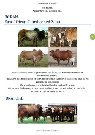 Guia de Raças de Bovinos
Medicina Veterinária e Zootecnia
10
dos touros.
Apresentam uma distintiva giba.
BORAN
East African Shorthorned Zebu
Boran é uma raça muito popular no leste da África, foi desenvolvida no Quênia.
Seu tamanho é médio.
Possui uma grande resistência ao calor, aos parasitas e suportam a escassez de água e a má
qualidade da alimentação.
São animais dóceis, com boa fertilidade e maduração rápida.
Geralmente são brancos ou cinzas, mas também podem ser vermelhos ou tom pastel.
Os touros apresentam pontos pretos.
BRAFORD
 