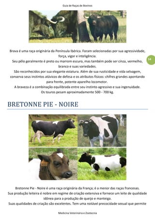 Guia de Raças de Bovinos
Medicina Veterinária e Zootecnia
14
Brava é uma raça originária da Península Ibérica. Foram selecionadas por sua agressividade,
força, vigor e inteligência.
Seu pêlo geralmente é preto ou marrom escuro, mas também pode ser cinza, vermelho,
branco e suas variedades.
São reconhecidos por sua elegante estatura. Além de sua rusticidade e vida selvagem,
conserva seus instintos atávicos de defesa e os atributos físicos: chifres grandes apontando
para frente, potente aparelho locomotor.
A braveza é a combinação equilibrada entre seu instinto agressivo e sua ingenuidade.
Os touros pesam aproximadamente 500 - 700 kg.
BRETONNE PIE - NOIRE
Bretonne Pie - Noire é uma raça originária da França; é a menor das raças francesas.
Sua produção leiteira é nobre em regime de criação extensiva e fornece um leite de qualidade
idônea para a produção de queijo e manteiga.
Suas qualidades de criação são excelentes. Tem uma notável precocidade sexual que permite
 