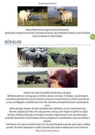 Guia de Raças de Bovinos
Medicina Veterinária e Zootecnia
16
British White Park é originária da Grã-Bretanha.
Apresentam temperamento dócil, facilidade de parto, boa habilidade materna, boa fertilidade
e são resistentes à enfermidades.
BÚFALOS
Existem dois tipos de búfalos: de pântano e de água.
Búfalo de pântano: neste grupo se conhece apenas uma raça. O Carabao, raça de origem
australiana, geralmente é marrom claro ou cinza com manchas brancas, chifres suavemente
curvos, pontiagudos e voltados para trás. São utilizados principalmente para a produção de
carne.
Búfalo de água: Existem 18 raças de búfalos bem definidas, as mais importantes são:
Murrah: originária da Índia. De corpo grande e maciço, pele negra com pêlos na região
torácica. O dorso é elevado em direção à cernelha e ligeiramente curvo, de peito largo e
profundo. Resistente à enfermidades infecto-contagiosas. É considerada a raça mais leiteira e
precoce.
Jafarabadi: esta raça se caracteriza por ter um corpo alongado e grande, pele negra e cabeça
grande. Os chifres são grossos e estão inclinados para baixo e depois para cima. O dorso é
 