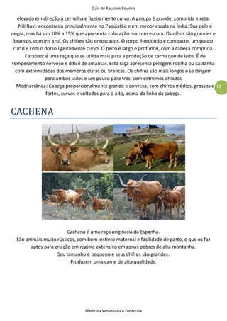 Guia de Raças de Bovinos
Medicina Veterinária e Zootecnia
17
elevado em direção à cernelha e ligeiramente curvo. A garupa é grande, comprida e reta.
Nili Ravi: encontrada principalmente no Paquistão e em menor escala na Índia. Sua pele é
negra, mas há um 10% a 15% que apresenta coloração marrom escura. Os olhos são grandes e
brancos, com íris azul. Os chifres são enroscados. O corpo é redondo e compacto, um pouco
curto e com o dorso ligeiramente curvo. O peito é largo e profundo, com a cabeça comprida.
Carabao: é uma raça que se utiliza mais para a produção de carne que de leite. É de
temperamento nervoso e difícil de amansar. Esta raça apresenta pelagem rosilha ou castanha
com extremidades dos membros claras ou brancas. Os chifres são mais longos e se dirigem
para ambos lados e um pouco para trás, com extremos afilados
Mediterrânea: Cabeça proporcionalmente grande e convexa, com chifres médios, grossos e
fortes, curvos e voltados para o alto, acima da linha da cabeça.
CACHENA
Cachena é uma raça originária da Espanha.
São animais muito rústicos, com bom instinto maternal e facilidade de parto, o que os faz
aptos para criação em regime extensivo em zonas pobres de alta montanha.
Seu tamanho é pequeno e seus chifres são grandes.
Produzem uma carne de alta qualidade.
 