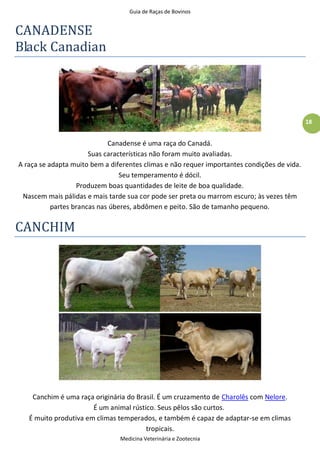 Guia de Raças de Bovinos
Medicina Veterinária e Zootecnia
18
CANADENSE
Black Canadian
Canadense é uma raça do Canadá.
Suas características não foram muito avaliadas.
A raça se adapta muito bem a diferentes climas e não requer importantes condições de vida.
Seu temperamento é dócil.
Produzem boas quantidades de leite de boa qualidade.
Nascem mais pálidas e mais tarde sua cor pode ser preta ou marrom escuro; às vezes têm
partes brancas nas úberes, abdômen e peito. São de tamanho pequeno.
CANCHIM
Canchim é uma raça originária do Brasil. É um cruzamento de Charolês com Nelore.
É um animal rústico. Seus pêlos são curtos.
É muito produtiva em climas temperados, e também é capaz de adaptar-se em climas
tropicais.
 