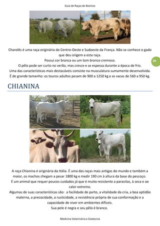 Guia de Raças de Bovinos
Medicina Veterinária e Zootecnia
20
Charolês é uma raça originária do Centro-Oeste e Sudoeste da França. Não se conhece o gado
que deu origem a esta raça.
Possui cor branca ou um tom branco cremoso.
O pêlo pode ser curto no verão, mas cresce e se espessa durante a época de frio.
Uma das características mais destacáveis consiste na musculatura sumamente desenvolvida.
É de grande tamanho: os touros adultos pesam de 900 a 1250 kg e as vacas de 560 a 950 kg.
CHIANINA
A raça Chianina é originária da Itália. É uma das raças mais antigas do mundo e também a
maior, os machos chegam a pesar 1800 kg e medir 190 cm à altura da base do pescoço.
É um animal que requer poucos cuidados já que é muito resistente a parasitas, à seca e ao
calor extremo.
Algumas de suas características são: a facilidade de parto, a vitalidade da cria, a boa aptidão
materna, a precocidade, a rusticidade, a resistência própria de sua conformação e a
capacidade de viver em ambientes difíceis.
Sua pele é negra e seu pêlo é branco.
 