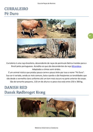 Guia de Raças de Bovinos
Medicina Veterinária e Zootecnia
23
CURRALEIRO
Pé Duro
Curraleiro é uma raça brasileira, descendente de raças da península Ibérica trazidas para o
Brasil pelos portugueses. Acredita-se que são descendentes da raça Mirandesa.
Adaptados a climas semi-áridos.
É um animal rústico que produz pouca carne e pouco leite por isso o nome "Pé Duro".
Sua cor é variada, sendo as mais comuns, baia e parda e são freqüentes as tonalidades que
vão desde o vermelho claro uniforme até um tom mais escuro na parte anterior do corpo.
São de tamanho pequeno, 110 cm de altura e o peso vivo está entre 250 e 300 kg.
DANISH RED
Dansk Rødbroget Kvæg
 