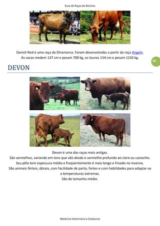 Guia de Raças de Bovinos
Medicina Veterinária e Zootecnia
24
Danish Red é uma raça da Dinamarca. Foram desenvolvidas a partir da raça Angeln.
As vacas medem 137 cm e pesam 700 kg, os touros 154 cm e pesam 1150 kg.
DEVON
Devon é uma das raças mais antigas.
São vermelhos, variando em tons que vão desde o vermelho profundo ao claro ou castanho.
Seu pêlo tem espessura média e freqüentemente é mais longo e frisado no inverno.
São animais férteis, dóceis, com facilidade de parto, fortes e com habilidades para adaptar-se
a temperaturas extremas.
São de tamanho médio.
 