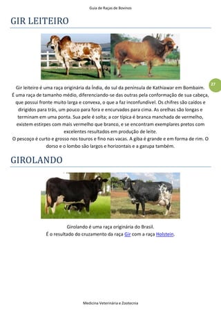 Guia de Raças de Bovinos
Medicina Veterinária e Zootecnia
27
GIR LEITEIRO
Gir leiteiro é uma raça originária da Índia, do sul da península de Kathiawar em Bombaim.
É uma raça de tamanho médio, diferenciando-se das outras pela conformação de sua cabeça,
que possui fronte muito larga e convexa, o que a faz inconfundível. Os chifres são caídos e
dirigidos para trás, um pouco para fora e encurvados para cima. As orelhas são longas e
terminam em uma ponta. Sua pele é solta; a cor típica é branca manchada de vermelho,
existem estirpes com mais vermelho que branco, e se encontram exemplares pretos com
excelentes resultados em produção de leite.
O pescoço é curto e grosso nos touros e fino nas vacas. A giba é grande e em forma de rim. O
dorso e o lombo são largos e horizontais e a garupa também.
GIROLANDO
Girolando é uma raça originária do Brasil.
É o resultado do cruzamento da raça Gir com a raça Holstein.
 