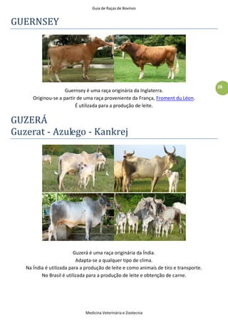 Guia de Raças de Bovinos
Medicina Veterinária e Zootecnia
28
GUERNSEY
Guernsey é uma raça originária da Inglaterra.
Originou-se a partir de uma raça proveniente da França, Froment du Léon.
É utilizada para a produção de leite.
GUZERÁ
Guzerat - Azulego - Kankrej
Guzerá é uma raça originária da Índia.
Adapta-se a qualquer tipo de clima.
Na Índia é utilizada para a produção de leite e como animais de tiro e transporte.
No Brasil é utilizada para a produção de leite e obtenção de carne.
 