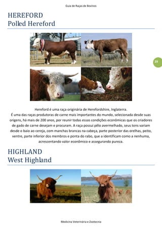 Guia de Raças de Bovinos
Medicina Veterinária e Zootecnia
29
HEREFORD
Polled Hereford
Hereford é uma raça originária de Herefordshire, Inglaterra.
É uma das raças produtoras de carne mais importantes do mundo, selecionada desde suas
origens, há mais de 200 anos, por reunir todas essas condições econômicas que os criadores
de gado de carne desejam e procuram. A raça possui pêlo avermelhado, seus tons variam
desde o baio ao cereja, com manchas brancas na cabeça, parte posterior das orelhas, peito,
ventre, parte inferior dos membros e ponta do rabo, que a identificam como a nenhuma,
acrescentando valor econômico e assegurando pureza.
HIGHLAND
West Highland
 