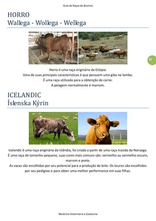 Guia de Raças de Bovinos
Medicina Veterinária e Zootecnia
31
HORRO
Wallega - Wollega - Wellega
Horro é uma raça originária da Etiópia.
Uma de suas principais características é que possuem uma giba no lombo.
É uma raça utilizada para a obtenção de carne.
A pelagem normalmente é marrom.
ICELANDIC
Íslenska Kýrin
Icelandic é uma raça originária da Islândia, foi criada a partir de uma raça trazida da Noruega.
É uma raça de tamanho pequeno, suas cores mais comuns são: vermelho ou vermelho escuro,
marrom e preto.
As vacas são escolhidas por seu potencial para a produção de leite. Os touros são escolhidos
por seu pedigree e para obter uma melhor performance em suas filhas.
 