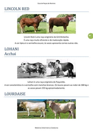 Guia de Raças de Bovinos
Medicina Veterinária e Zootecnia
36
LINCOLN RED
Lincoln Red é uma raça originária da Grã-Bretanha.
É uma raça muito eficiente e de maduração rápida.
A cor típica é o vermelho escuro; às vezes apresenta cornos outras não.
LOHANI
Acchai
Lohani é uma raça originária do Paquistão.
A cor característica é o vermelho com manchas brancas. Os touros pesam ao redor de 300 kg e
as vacas pesam 235 kg aproximadamente.
LOURDAISE
 