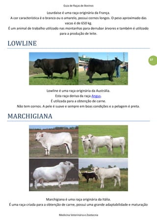 Guia de Raças de Bovinos
Medicina Veterinária e Zootecnia
37
Lourdaise é uma raça originária da França.
A cor característica é o branco ou o amarelo, possui cornos longos. O peso aproximado das
vacas é de 650 kg.
É um animal de trabalho utilizado nas montanhas para derrubar árvores e também é utilizado
para a produção de leite.
LOWLINE
Lowline é uma raça originária da Austrália.
Esta raça deriva da raça Angus.
É utilizada para a obtenção de carne.
Não tem cornos. A pele é suave e sempre em boas condições e a pelagem é preta.
MARCHIGIANA
Marchigiana é uma raça originária da Itália.
É uma raça criada para a obtenção de carne, possui uma grande adaptabilidade e maturação
 