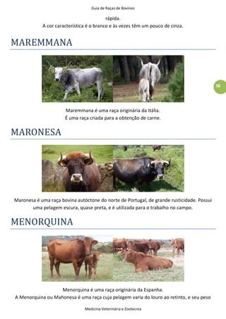 Guia de Raças de Bovinos
Medicina Veterinária e Zootecnia
38
rápida.
A cor característica é o branco e às vezes têm um pouco de cinza.
MAREMMANA
Maremmana é uma raça originária da Itália.
É uma raça criada para a obtenção de carne.
MARONESA
Maronesa é uma raça bovina autóctone do norte de Portugal, de grande rusticidade. Possui
uma pelagem escura, quase preta, e é utilizada para o trabalho no campo.
MENORQUINA
Menorquina é uma raça originária da Espanha.
A Menorquina ou Mahonesa é uma raça cuja pelagem varia do louro ao retinto, e seu peso
 