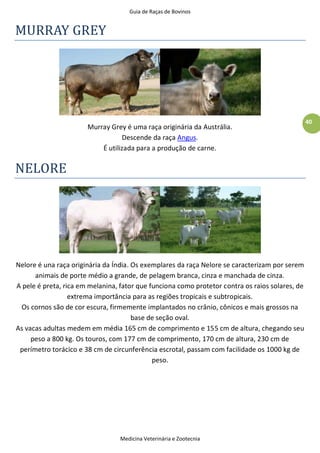 Guia de Raças de Bovinos
Medicina Veterinária e Zootecnia
40
MURRAY GREY
Murray Grey é uma raça originária da Austrália.
Descende da raça Angus.
É utilizada para a produção de carne.
NELORE
Nelore é una raça originária da Índia. Os exemplares da raça Nelore se caracterizam por serem
animais de porte médio a grande, de pelagem branca, cinza e manchada de cinza.
A pele é preta, rica em melanina, fator que funciona como protetor contra os raios solares, de
extrema importância para as regiões tropicais e subtropicais.
Os cornos são de cor escura, firmemente implantados no crânio, cônicos e mais grossos na
base de seção oval.
As vacas adultas medem em média 165 cm de comprimento e 155 cm de altura, chegando seu
peso a 800 kg. Os touros, com 177 cm de comprimento, 170 cm de altura, 230 cm de
perímetro torácico e 38 cm de circunferência escrotal, passam com facilidade os 1000 kg de
peso.
 