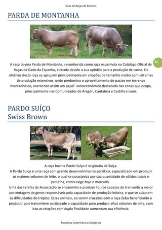 Guia de Raças de Bovinos
Medicina Veterinária e Zootecnia
43
PARDA DE MONTANHA
A raça bovina Parda de Montanha, reconhecida como raça espanhola no Catálogo Oficial de
Raças de Gado da Espanha, é criada devido a sua aptidão para a produção de carne. Os
efetivos desta raça se agrupam principalmente em criações de tamanho médio com sistemas
de produção extensivos, onde predomina o aproveitamento de pastos em terrenos
montanhosos, exercendo assim um papel socioeconômico destacado nas zonas que ocupa,
principalmente nas Comunidades de Aragón, Cantabria e Castilla e León.
PARDO SUÍÇO
Swiss Brown
A raça bovina Pardo Suíço é originária da Suíça.
A Pardo Suíço é uma raça com grande desenvolvimento genético, especializado em produzir
os maiores volumes de leite, o qual se caracteriza por sua quantidade de sólidos totais e
proteína, como exige hoje o mercado.
Uma das tarefas da Associação se encaminha a produzir touros capazes de transmitir a maior
porcentagem de genes responsáveis pela capacidade de produção leiteira, e que se adaptem
às dificuldades do trópico. Estes animais, ao serem cruzados com a raça Zebu beneficiarão o
produtor pois transmitem rusticidade e capacidade para produzir altos volumes de leite, com
isso as criações com dupla finalidade aumentam sua eficiência.
 