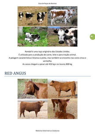 Guia de Raças de Bovinos
Medicina Veterinária e Zootecnia
46
Randall é uma raça originária dos Estados Unidos.
É utilizada para a produção de carne, leite e para tração animal.
A pelagem característica é branca e preta, mas também se encontra nas cores cinza e
vermelha.
As vacas chegam a pesar até 450 kg e os touros 800 kg.
RED ANGUS
 