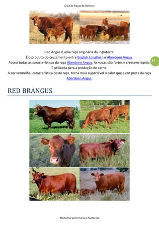 Guia de Raças de Bovinos
Medicina Veterinária e Zootecnia
47
Red Angus é uma raça originária da Inglaterra.
É o produto do cruzamento entre English Longhorn e Aberdeen Angus.
Possui todas as características da raça Aberdeen Angus. As vacas são fortes e crescem rápido.
É utilizada para a produção de carne.
A cor vermelha, característica desta raça, torna mais suportável o calor que a cor preta da raça
Aberdeen Angus.
RED BRANGUS
 