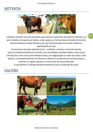 Guia de Raças de Bovinos
Medicina Veterinária e Zootecnia
49
RETINTA
A Retinta, constitui uma das principais raças bovinas autóctones da Espanha. Distribuiu-se
pela metade sul da península Ibérica, onde originou as formas locais Colorada Extremeña,
Retinta Andaluza e Rubia Gaditana, de cuja fusão procede uma versão moderna e
aperfeiçoada da raça.
Como bovino de dupla aptitude (carne - trabalho), manteve-se durante séculos.
Sua cor é fundamentalmente vermelha, com tonalidades variantes desde a mais escura
(retinta) até a mais clara (avermelhada e baia), com degradação ao redor dos olhos ("olho
perdiz"), e excepcionalmente nas fêmeas se admitirá a existência de manchas brancas,
somente na região inguinal, se estas forem de pouca extensão.
A raça Retinta é utilizada predominantemente para a produção de carne.
SALERS
 