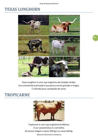 Guia de Raças de Bovinos
Medicina Veterinária e Zootecnia
54
TEXAS LONGHORN
Texas Longhorn é uma raça originária dos Estados Unidos.
Sua característica principal é que possui cornos grandes e longos.
É utilizada para a produção de carne.
TROPICARNE
Tropicarne é uma raça originária do México.
A cor característica é o vermelho.
Os touros chegam a pesar 950 kg e as vacas 650 kg.
 