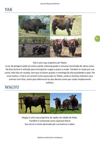 Guia de Raças de Bovinos
Medicina Veterinária e Zootecnia
55
YAK
Yak é uma raça originária do Tibete.
A cor da pelagem pode ser preta, parda, esbranquiçada e inclusive manchada de várias cores.
Na Ásia Central é utilizada para transportar cargas e puxar o arado. Também é criada por sua
carne, leite (de cor rosada, com que se fazem queijos e manteiga de alta qualidade) e pele. Por
esse motivo, o Yak é um animal muito apreciado no Tibete, onde as famílias enfeitam seus
animais com fitas, tanto para diferenciá-los dos demais como por razão simplesmente
estética.
WAGYU
Wagyu é uma raça originária do Japão, da cidade de Kobe.
Também é conhecida como Japanese Black.
Sua carne é muito apreciada por sua textura e sabor.
 
