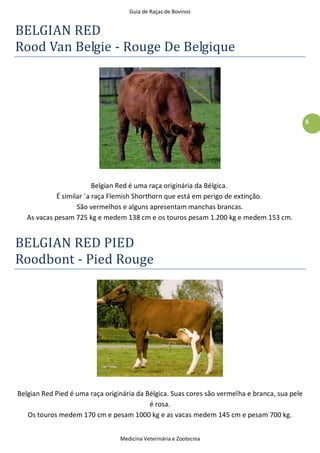 Guia de Raças de Bovinos
Medicina Veterinária e Zootecnia
6
BELGIAN RED
Rood Van Belgie - Rouge De Belgique
Belgian Red é uma raça originária da Bélgica.
É similar `a raça Flemish Shorthorn que está em perigo de extinção.
São vermelhos e alguns apresentam manchas brancas.
As vacas pesam 725 kg e medem 138 cm e os touros pesam 1.200 kg e medem 153 cm.
BELGIAN RED PIED
Roodbont - Pied Rouge
Belgian Red Pied é uma raça originária da Bélgica. Suas cores são vermelha e branca, sua pele
é rosa.
Os touros medem 170 cm e pesam 1000 kg e as vacas medem 145 cm e pesam 700 kg.
 