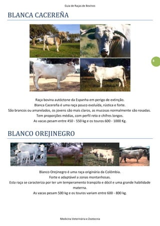 Guia de Raças de Bovinos
Medicina Veterinária e Zootecnia
8
BLANCA CACEREÑA
Raça bovina autóctone da Espanha em perigo de extinção.
Blanca Cacereña é uma raça pouco evoluída, rústica e forte.
São brancos ou amarelados, os jovens são mais claros, as mucosas normalmente são rosadas.
Tem proporções médias, com perfil reto e chifres longos.
As vacas pesam entre 450 - 550 kg e os touros 600 - 1000 Kg.
BLANCO OREJINEGRO
Blanco Orejinegro é uma raça originária da Colômbia.
Forte e adaptável a zonas montanhosas.
Esta raça se caracteriza por ter um temperamento tranqüilo e dócil e uma grande habilidade
materna.
As vacas pesam 500 kg e os touros variam entre 600 - 800 kg.
 