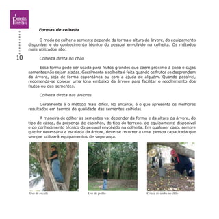 10
Formas de colheita
O modo de colher a semente depende da forma e altura da árvore, do equipamento
disponível e do conhecimento técnico do pessoal envolvido na colheita. Os métodos
mais utilizados são:
Colheita direta no chão
Essa forma pode ser usada para frutos grandes que caem próximo à copa e cujas
sementes não sejam aladas. Geralmente a colheita é feita quando os frutos se desprendem
da árvore, seja de forma espontânea ou com a ajuda de alguém. Quando possível,
recomenda-se colocar uma lona embaixo da árvore para facilitar o recolhimento dos
frutos ou das sementes.
Colheita direta nas árvores
Geralmente é o método mais difícil. No entanto, é o que apresenta os melhores
resultados em termos de qualidade das sementes colhidas.
A maneira de colher as sementes vai depender da forma e da altura da árvore, do
tipo de casca, da presença de espinhos, do tipo do terreno, do equipamento disponível
e do conhecimento técnico do pessoal envolvido na colheita. Em qualquer caso, sempre
que for necessária a escalada da árvore, deve-se recorrer a uma pessoa capacitada que
sempre utilizará equipamentos de segurança.
Uso de escada Uso de podão Coleta do umbu no chão
 