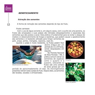 12
BENEFICIAMENTO
Extração das sementes
A forma de remoção das sementes depende do tipo de fruto.
Frutos carnosos
Com o uso de água corrente e, em alguns casos, com o auxílio de uma peneira, os
frutos são amassados e suas polpas são retiradas (despolpamento) e separadas das
sementes que são postas a secar. Esta prática é fundamental para se evitar o ataque de
insetos e o desenvolvimento de fungos e bactérias, que podem causar o apodrecimento
das sementes e é bastante utilizada para limpar sementes de
goiti, araçá, jambo, mangaba, cajarana, cajá etc.
Quando a polpa é muito resistente, os frutos podem ficar
dentro d’água por um
período de 12 a 24 horas,
sendo despolpados em
seguida.
Na Floresta Nacional
de Nísia Floresta – RN, é
prática comum extrair as
sementes de espécies
como o guajirú e o
juazeiro, colocando os
frutos sob uma camada
de areia grossa por um
período de aproximadamente 10 dias. Os microrganismos
presentes retiram toda a polpa do fruto. Depois disto, as sementes
são lavadas, secadas e armazenadas.
Beneficiamento de sementes
Mangaba
Frutos do juazeiro
 