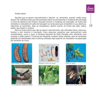 13
Frutos secos
Aqueles que se abrem naturalmente e liberam as sementes quando estão secos
devem ser colhidos antes que isto aconteça (deve-se acompanhar a mudança de coloração
e início da abertura dos frutos). Quando ocorrer a mudança de coloração, os frutos são
retirados e colocados em pátio de secagem ou lonas para que completem a sua abertura,
liberando as sementes. Aqui se enquadram, dentre outros, os frutos dos ipês, cedro,
sabiá, pau-brasil e aroeira.
Para os frutos secos que não se abrem naturalmente, são utilizados facas, tesouras,
facões e até mesmo o machado. Para algumas espécies que apresentam esta
característica, como o jucá, a Floresta Nacional de Nísia Floresta vem utilizando com
sucesso o pilão caseiro. É preciso ter bastante cuidado nesse método, pois as sementes
poderão ser danificadas caso o esforço utilizado seja superior ao necessário na separação
da semente do fruto.
Fruto maduro do jucá
Uso de facão para extração de sementes
Sementes e frutos do cumaru Frutos do angico
Frutos verdes do pau-brasil Frutos secos da jurema-preta
 
