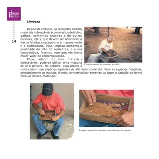 14
Limpeza
Depois de colhidas, as sementes contêm
materiais indesejáveis (como restos de frutos,
galhos, sementes chochas e de outras
espécies, etc.), que devem ser removidos a
fim de facilitar a secagem, o armazenamento
e a semeadura. Essa limpeza aumenta a
qualidade do lote de sementes, e a sua
longevidade, fazendo com que ele tenha
maior valor de comercialização.
Para retirar aqueles materiais
indesejáveis, pode-se utilizar uma máquina
de ar e peneira. No entanto, essa prática é
mais comum em espécies agrícolas de alto valor comercial. Para as espécies florestais,
principalmente as nativas, é mais comum utilizar peneiras ou fazer a catação de forma
manual desses materiais.
Catação manual de sementes de sabiá
Limpeza manual de sementes com utilização de peneiras
 