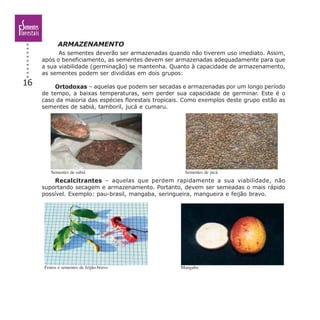 16
ARMAZENAMENTO
As sementes deverão ser armazenadas quando não tiverem uso imediato. Assim,
após o beneficiamento, as sementes devem ser armazenadas adequadamente para que
a sua viabilidade (germinação) se mantenha. Quanto à capacidade de armazenamento,
as sementes podem ser divididas em dois grupos:
Ortodoxas – aquelas que podem ser secadas e armazenadas por um longo período
de tempo, a baixas temperaturas, sem perder sua capacidade de germinar. Este é o
caso da maioria das espécies florestais tropicais. Como exemplos deste grupo estão as
sementes de sabiá, tamboril, jucá e cumaru.
Recalcitrantes – aquelas que perdem rapidamente a sua viabilidade, não
suportando secagem e armazenamento. Portanto, devem ser semeadas o mais rápido
possível. Exemplo: pau-brasil, mangaba, seringueira, mangueira e feijão bravo.
Sementes de sabiá Sementes de jucá
Frutos e sementes de feijão-bravo Mangaba
 