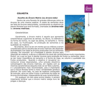 5
COLHEITA
Escolha da Árvore Matriz (ou árvore-mãe)
Dentro de uma floresta há grandes diferenças entre as
árvores de uma mesma espécie. A coleta de sementes deve
ser feita de árvores selecionadas, considerando os objetivos do
plantio florestal que será formado, chamadas de árvores-mãe
ou árvores matrizes.
Características
Geralmente, a árvore matriz é aquela que apresenta
características superiores às demais, na altura, no diâmetro e
na forma do tronco, no vigor da planta, no tamanho e forma
da copa, na frutificação, na produção de sementes e na
qualidade da madeira.
No entanto, deve-se ter em mente que os critérios a serem
considerados para a escolha das árvores matrizes vão depender
da finalidade a ser dada às árvores produzidas com as sementes
colhidas. Por exemplo: se a finalidade é plantar árvores para
obtenção de madeira, a altura e o diâmetro do caule são características muito importantes.
Porém, se o que se quer é plantar árvores para produção de frutos ou sementes, deve-
se dar maior importância ao tamanho e à forma da copa, ao volume e qualidade dos
frutos produzidos. Quando o objetivo é recuperar ou
restaurar áreas degradadas, uma seleção aleatória
(amostragem) das árvores matrizes, em regiões com as
mesmas características daquela onde vai ser feito o plantio,
é o procedimento mais recomendado, pois é importante
que a futura floresta tenha a maior variabilidade genética
possível. Por outro lado, no caso de espécies ameaçadas
de extinção, deve-se colher frutos e sementes de todas as
árvores encontradas, independente de suas características.
Em qualquer um dos casos acima citados, é sempre
importante lembrar que a árvore matriz esteja livre de
pragas e doenças.
Cumaru
Cajazeira
 