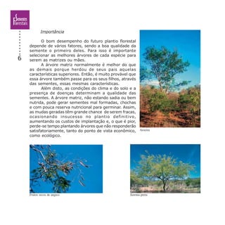 6
Importância
O bom desempenho do futuro plantio florestal
depende de vários fatores, sendo a boa qualidade da
semente o primeiro deles. Para isso é importante
selecionar as melhores árvores de cada espécie para
serem as matrizes ou mães.
A árvore matriz normalmente é melhor do que
as demais porque herdou de seus pais aquelas
características superiores. Então, é muito provável que
essa árvore também passe para os seus filhos, através
das sementes, essas mesmas características.
Além disto, as condições do clima e do solo e a
presença de doenças determinam a qualidade das
sementes. A árvore matriz, não estando sadia ou bem
nutrida, pode gerar sementes mal formadas, chochas
e com pouca reserva nutricional para germinar. Assim,
as mudas geradas têm grande chance de serem fracas,
ocasionando insucesso no plantio definitivo,
aumentando os custos de implantação e, o que é pior,
perde-se tempo plantando árvores que não responderão
satisfatoriamente, tanto do ponto de vista econômico,
como ecológico.
Aroeira
Jurema-pretaFrutos secos de angico
 