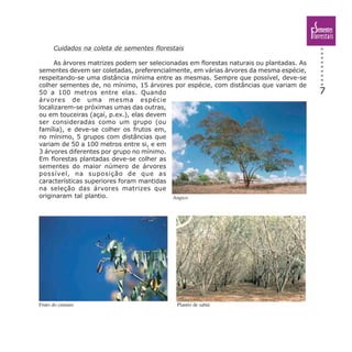 7
Cuidados na coleta de sementes florestais
As árvores matrizes podem ser selecionadas em florestas naturais ou plantadas. As
sementes devem ser coletadas, preferencialmente, em várias árvores da mesma espécie,
respeitando-se uma distância mínima entre as mesmas. Sempre que possível, deve-se
colher sementes de, no mínimo, 15 árvores por espécie, com distâncias que variam de
50 a 100 metros entre elas. Quando
árvores de uma mesma espécie
localizarem-se próximas umas das outras,
ou em touceiras (açaí, p.ex.), elas devem
ser consideradas como um grupo (ou
família), e deve-se colher os frutos em,
no mínimo, 5 grupos com distâncias que
variam de 50 a 100 metros entre si, e em
3 árvores diferentes por grupo no mínimo.
Em florestas plantadas deve-se colher as
sementes do maior número de árvores
possível, na suposição de que as
características superiores foram mantidas
na seleção das árvores matrizes que
originaram tal plantio. Angico
Plantio de sabiáFruto do cumaru
 