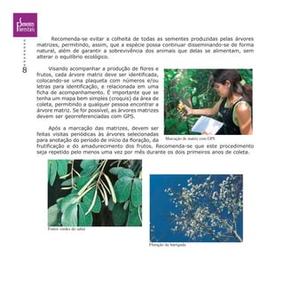 8
Recomenda-se evitar a colheita de todas as sementes produzidas pelas árvores
matrizes, permitindo, assim, que a espécie possa continuar disseminando-se de forma
natural, além de garantir a sobrevivência dos animais que delas se alimentam, sem
alterar o equilíbrio ecológico.
Visando acompanhar a produção de flores e
frutos, cada árvore matriz deve ser identificada,
colocando-se uma plaqueta com números e/ou
letras para identificação, e relacionada em uma
ficha de acompanhamento. É importante que se
tenha um mapa bem simples (croquis) da área de
coleta, permitindo a qualquer pessoa encontrar a
árvore matriz. Se for possível, as árvores matrizes
devem ser georreferenciadas com GPS.
Após a marcação das matrizes, devem ser
feitas visitas periódicas às árvores selecionadas
para anotação do período de início da floração, da
frutificação e do amadurecimento dos frutos. Recomenda-se que este procedimento
seja repetido pelo menos uma vez por mês durante os dois primeiros anos de coleta.
Marcação de matriz com GPS
Frutos verdes do sabiá
Floração da barriguda
 