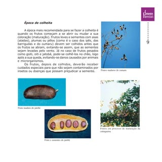 9
Época de colheita
A época mais recomendada para se fazer a colheita é
quando os frutos começam a se abrir ou mudar a sua
coloração (maturação). Frutos leves e sementes com asas
(aladas), plumas ou pêlos (como é o caso dos ipês, das
barrigudas e do cumaru) devem ser colhidos antes que
os frutos se abram, evitando-se assim, que as sementes
sejam levadas pelo vento. Já no caso de frutos pesados
como goiti, oiti e jatobá, pode-se colhê-los no chão, logo
após a sua queda, evitando-se danos causados por animais
e microrganismos.
Os frutos, depois de colhidos, deverão receber
cuidados especiais para que não sejam contaminados por
insetos ou doenças que possam prejudicar a semente. Frutos maduros do cumaru
Frutos em processo de maturação da
catingueira
Fruto maduro do jatobá
Fruto e sementes do jatobá
 