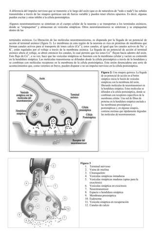 Guia de sinapsis | PDF